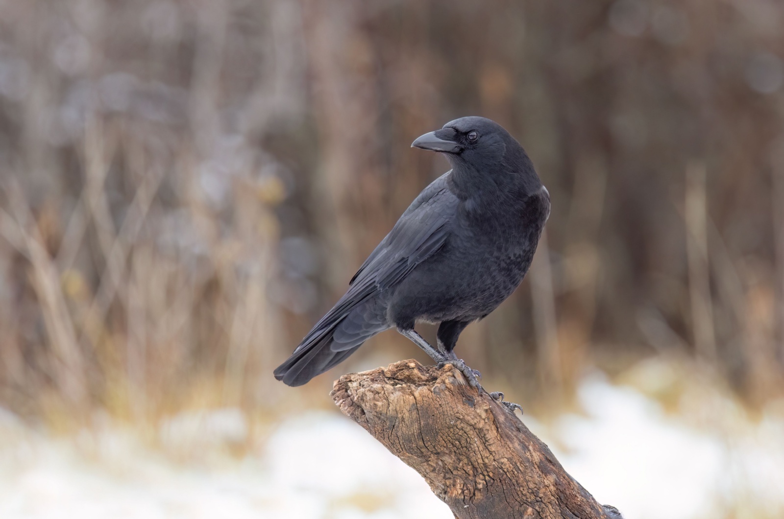 American Crows