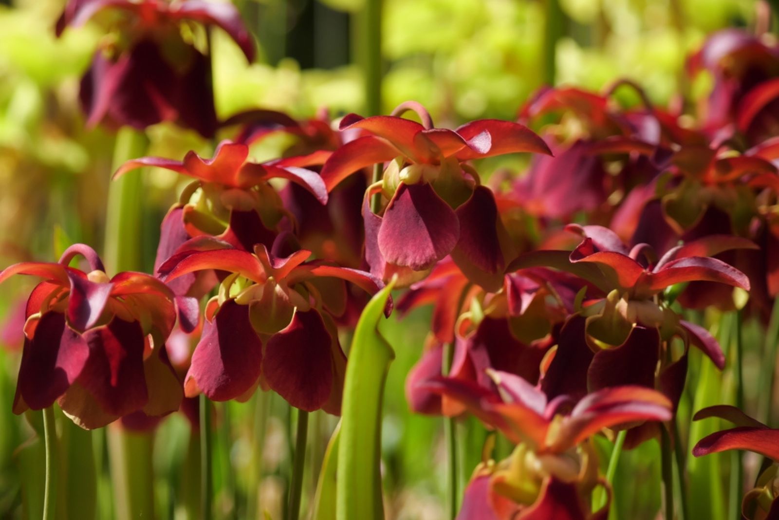 American Pitcher Plant