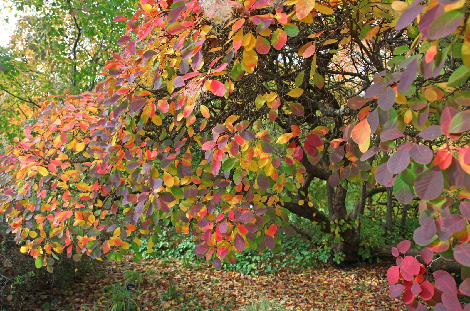 American smoke tree in autumn