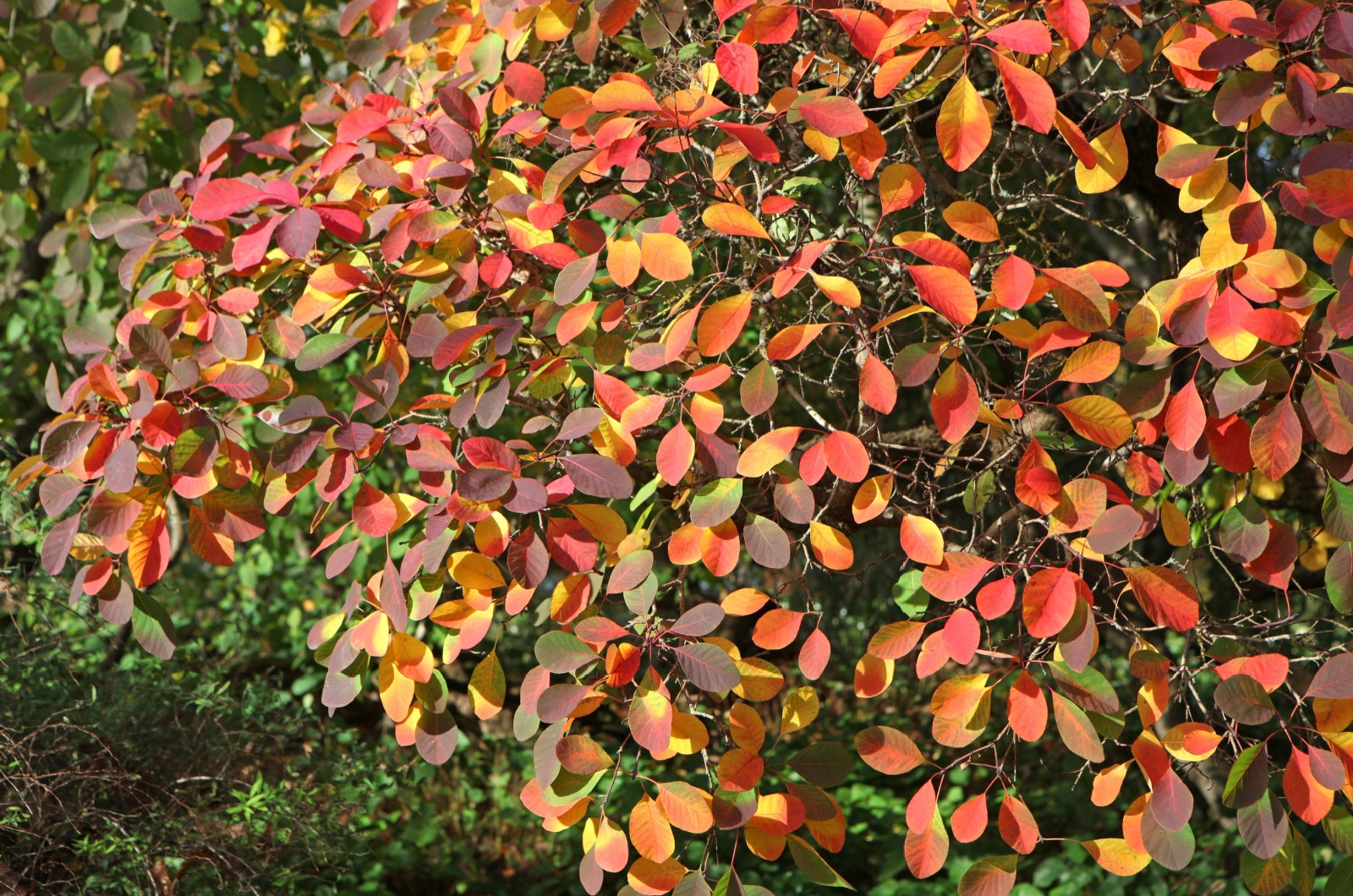 American smoke tree