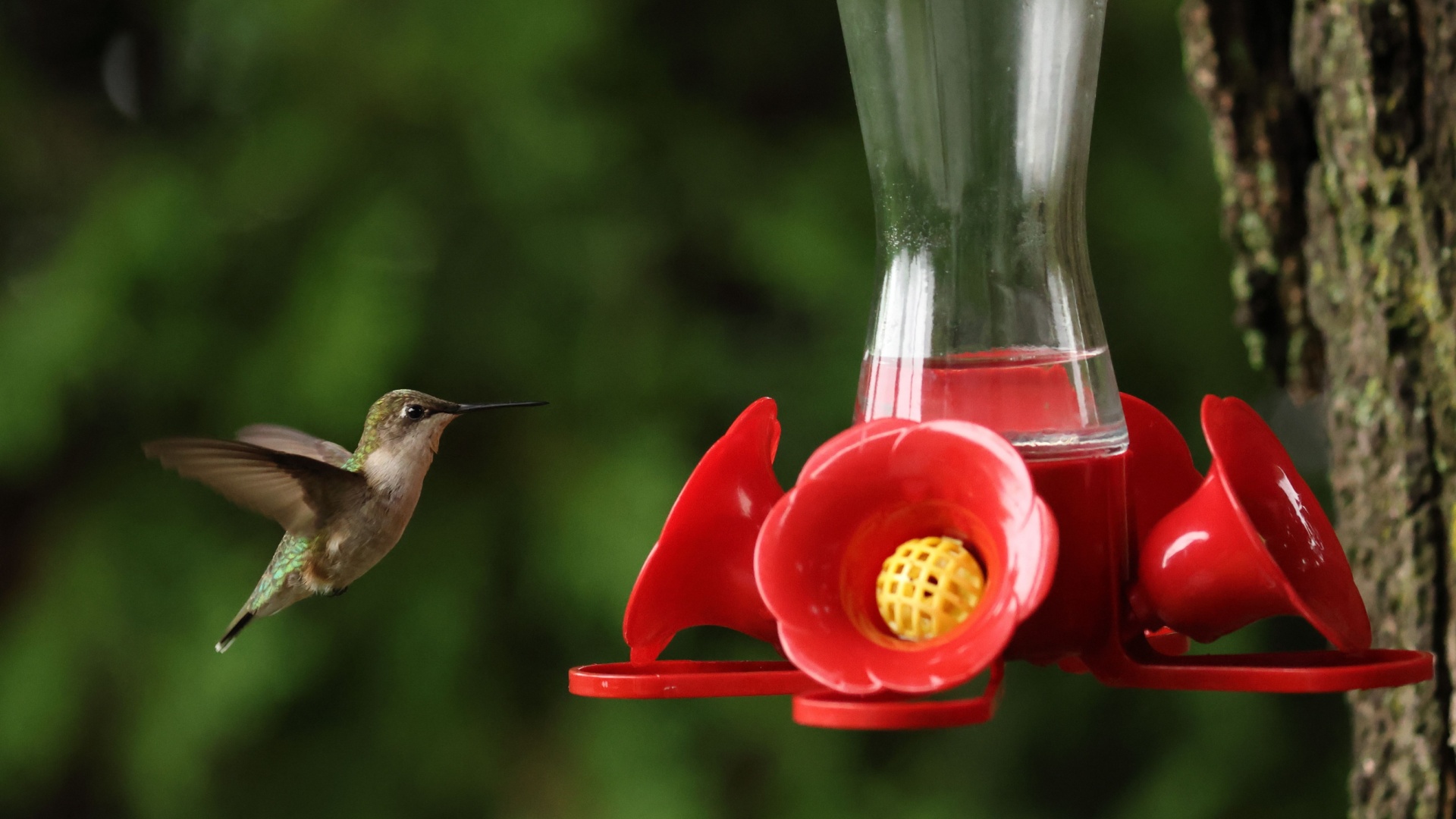 hummingbird and a feeder