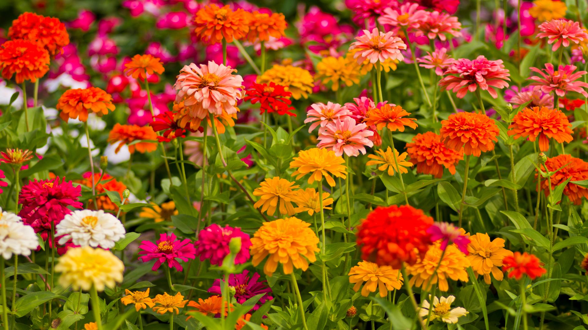 plants to avoid growing near zinnias