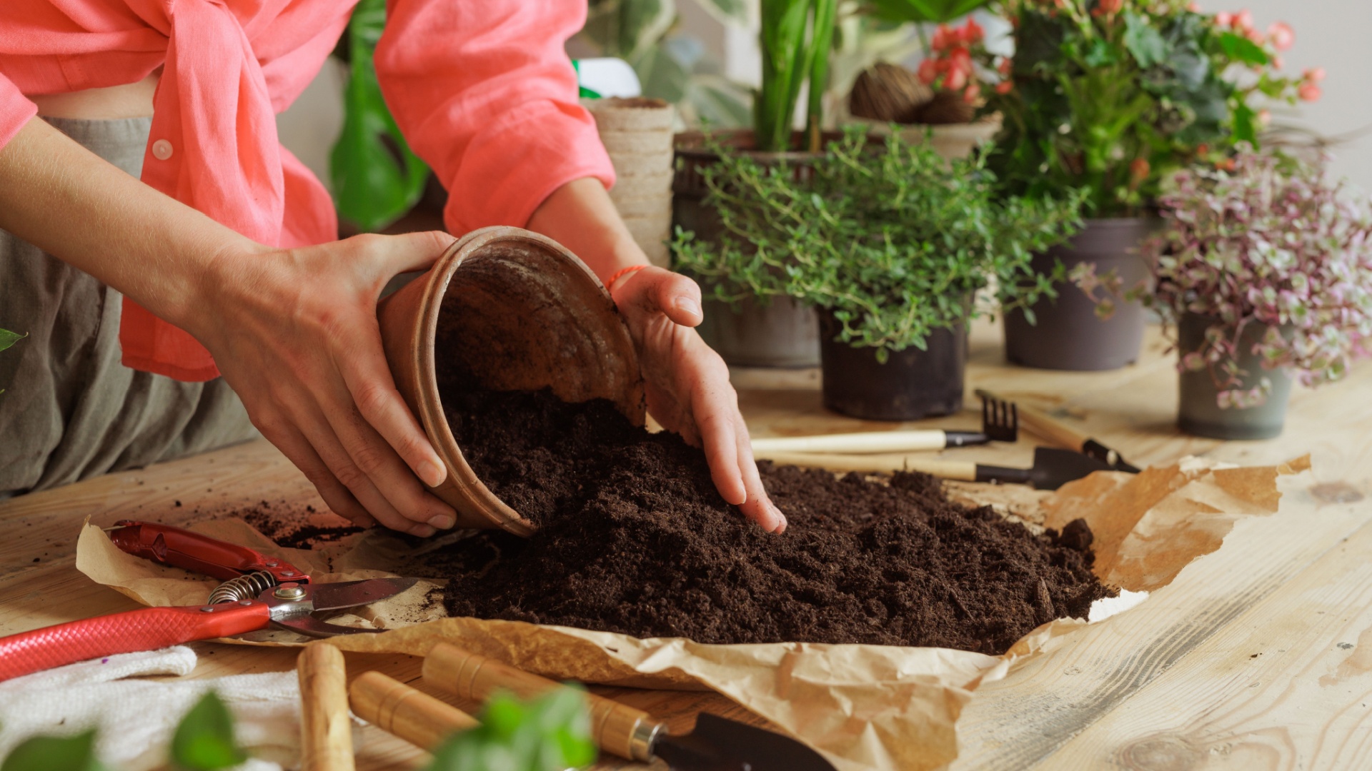 woman potting soil