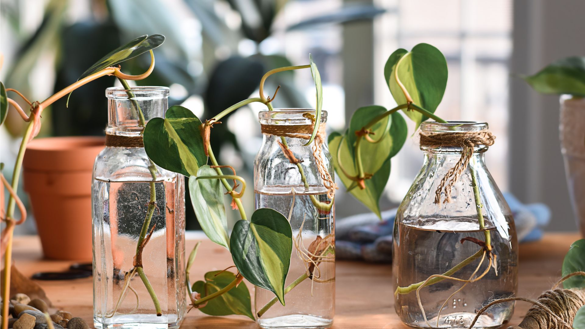 Avoid These 7 Common Water Propagation Mistakes To Save Your Cuttings 