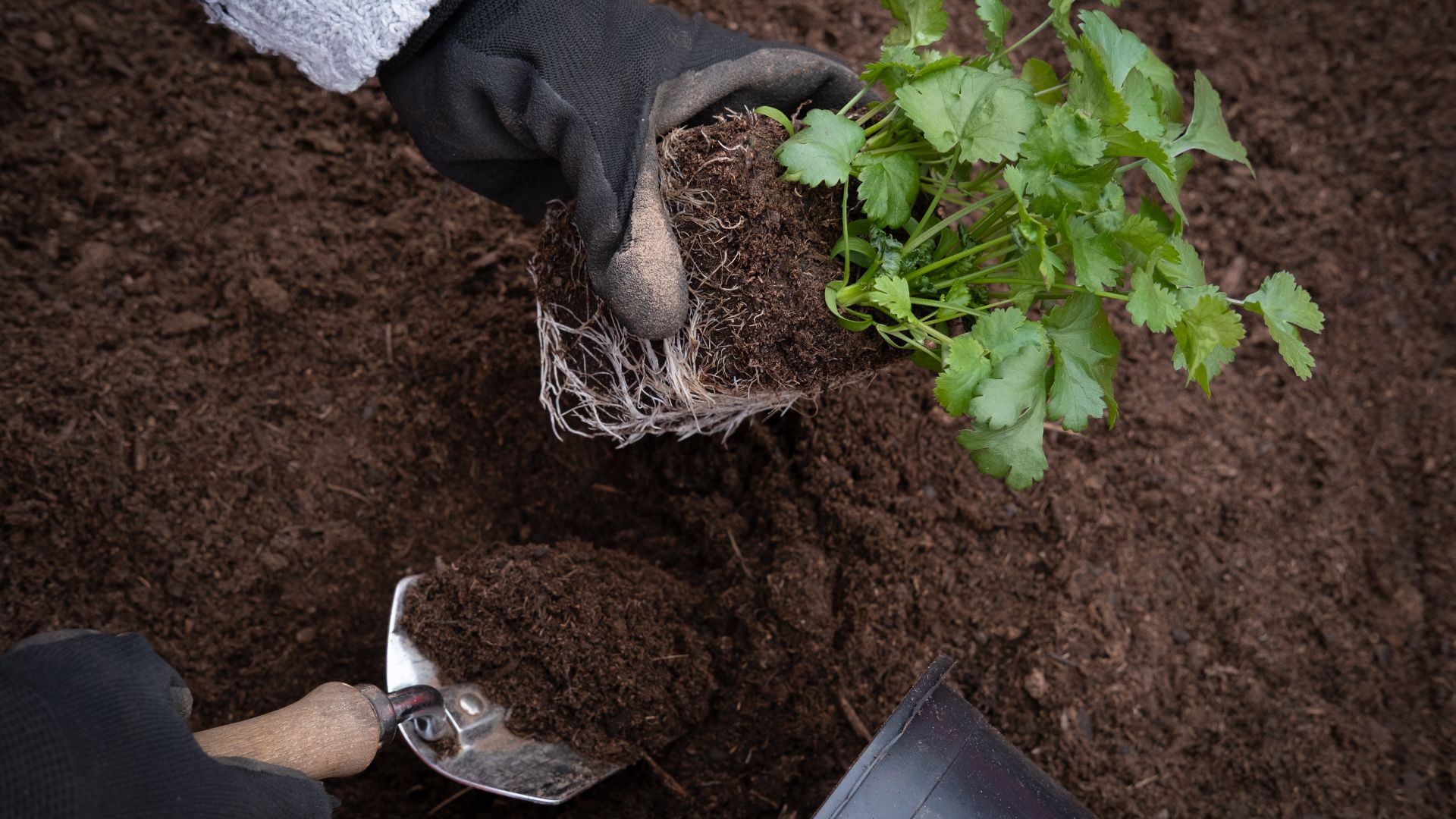 planting cilantro