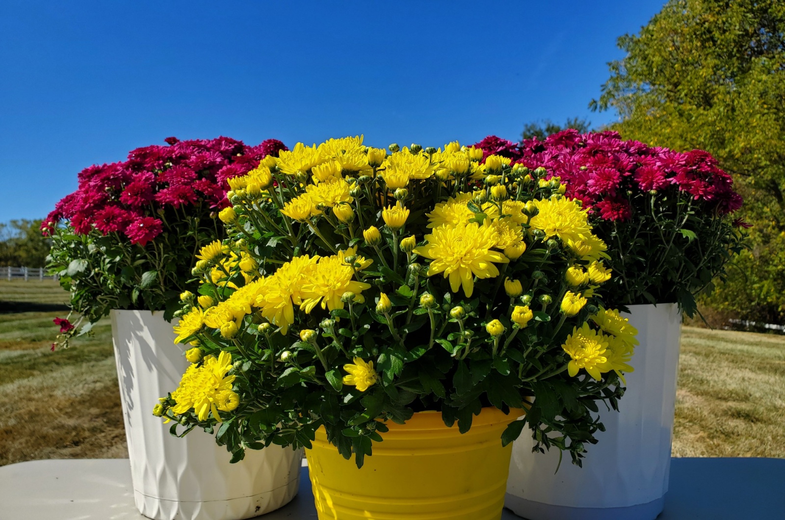 Beautiful plants in pots