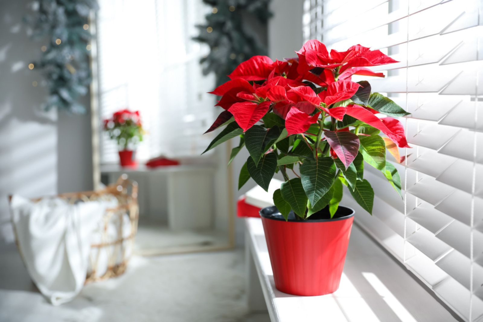 Beautiful poinsettia in pot on window sill