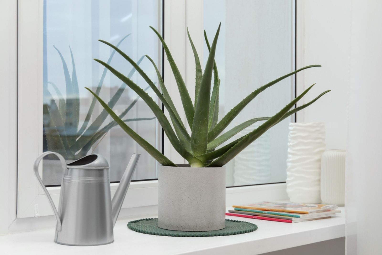 Beautiful potted aloe vera plant, watering can and magazines