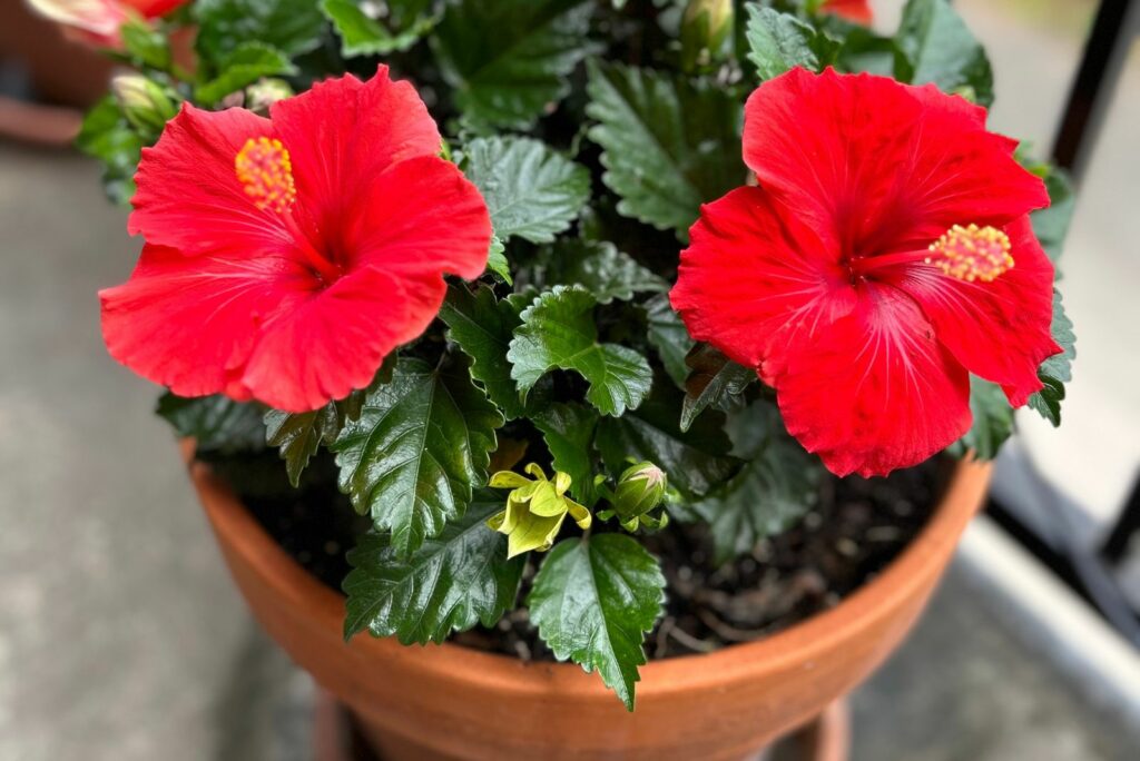 Beautiful red hibiscus flowers in flower pot