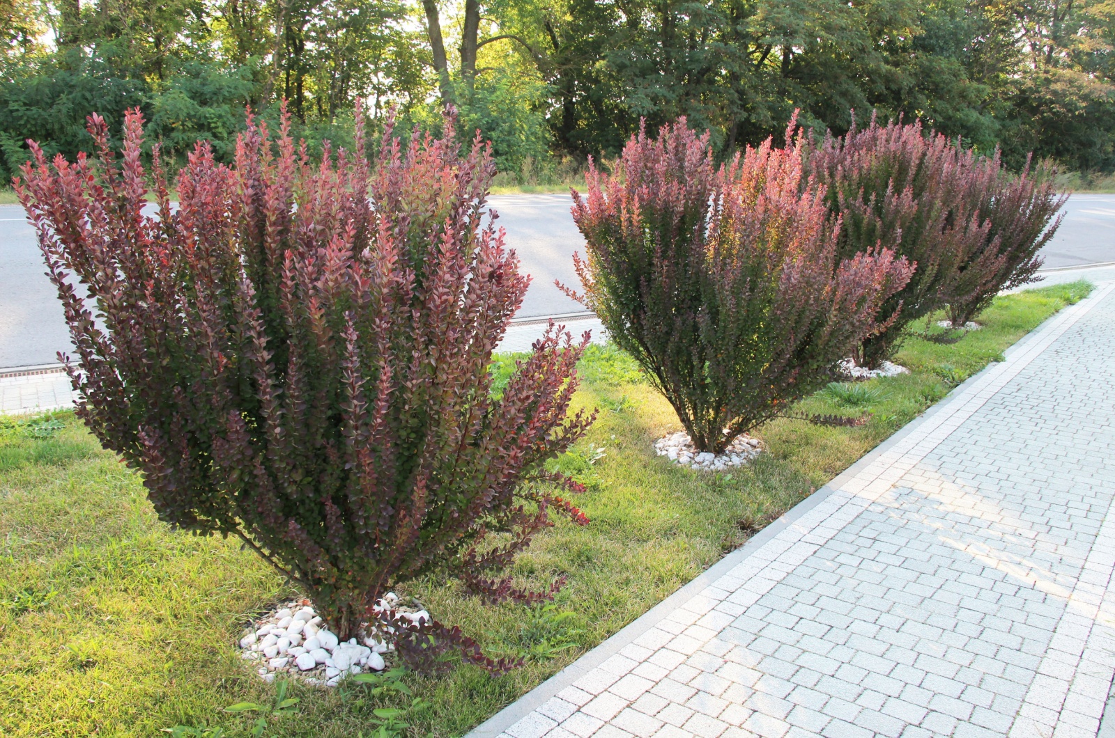 Berberis bushes