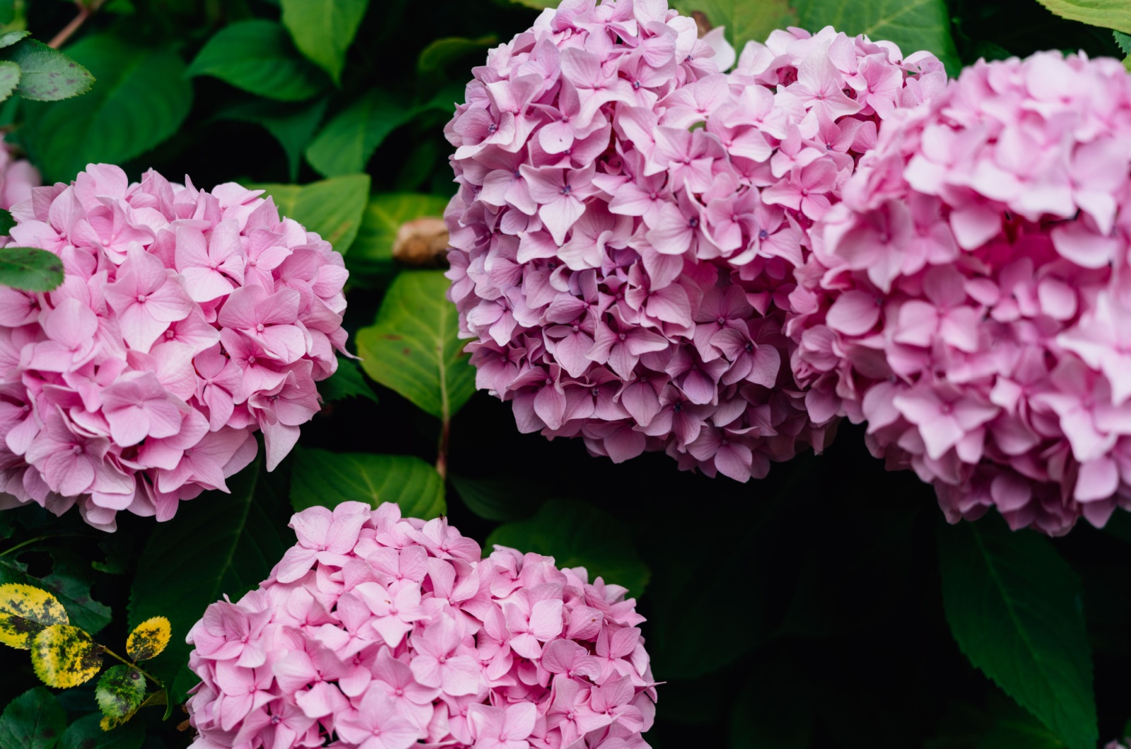 Bigleaf Hydrangea