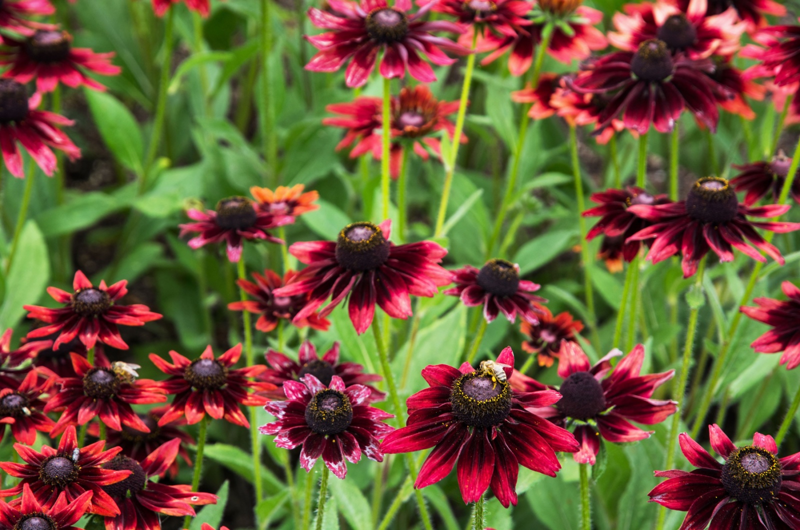 Black-Eyed Susan