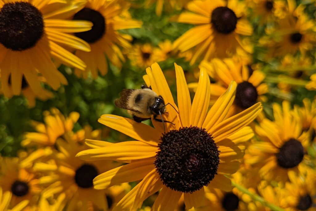 Black eyed susans with a bee