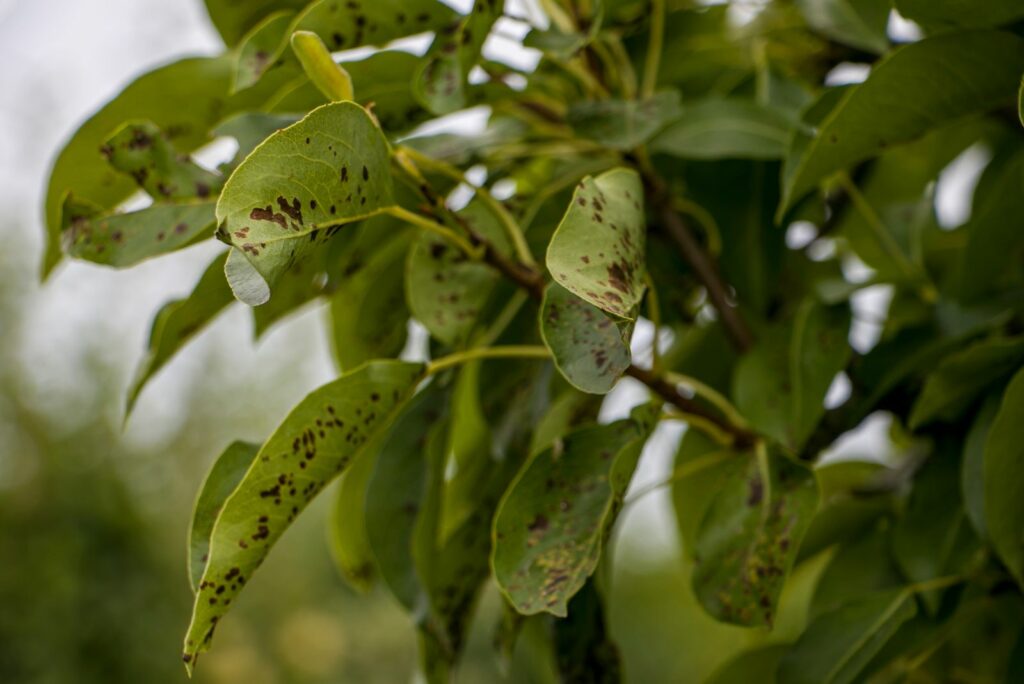 Black spot of pear