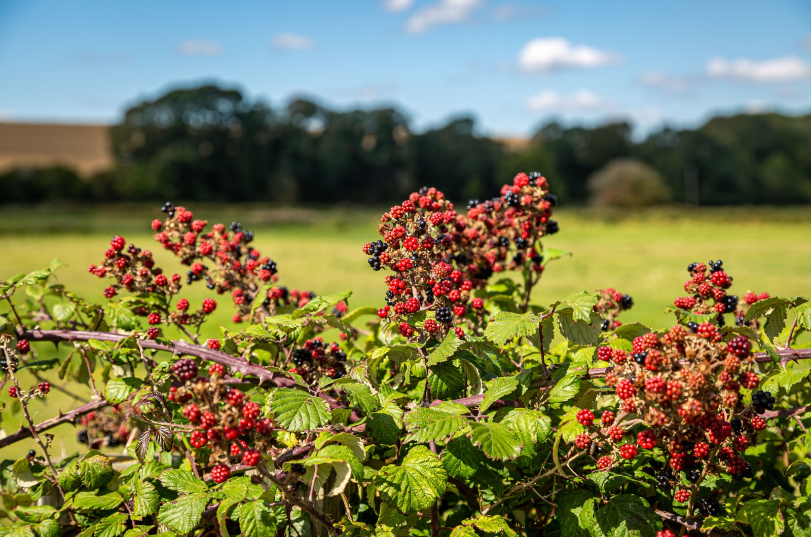 Blackberry bushes