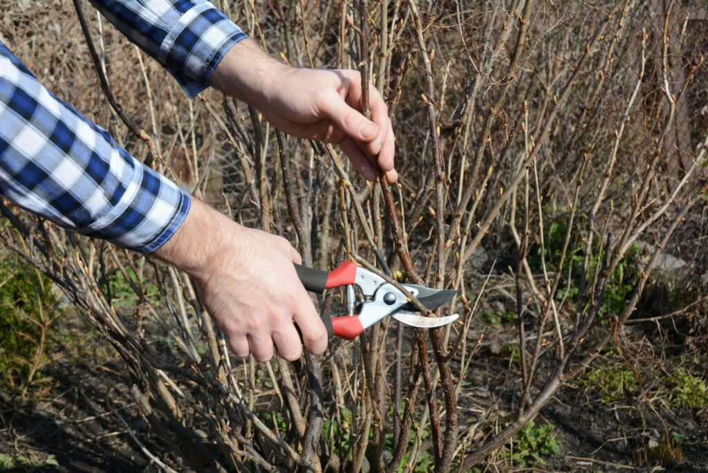 Blackcurrant bush pruning with bypass secateurs