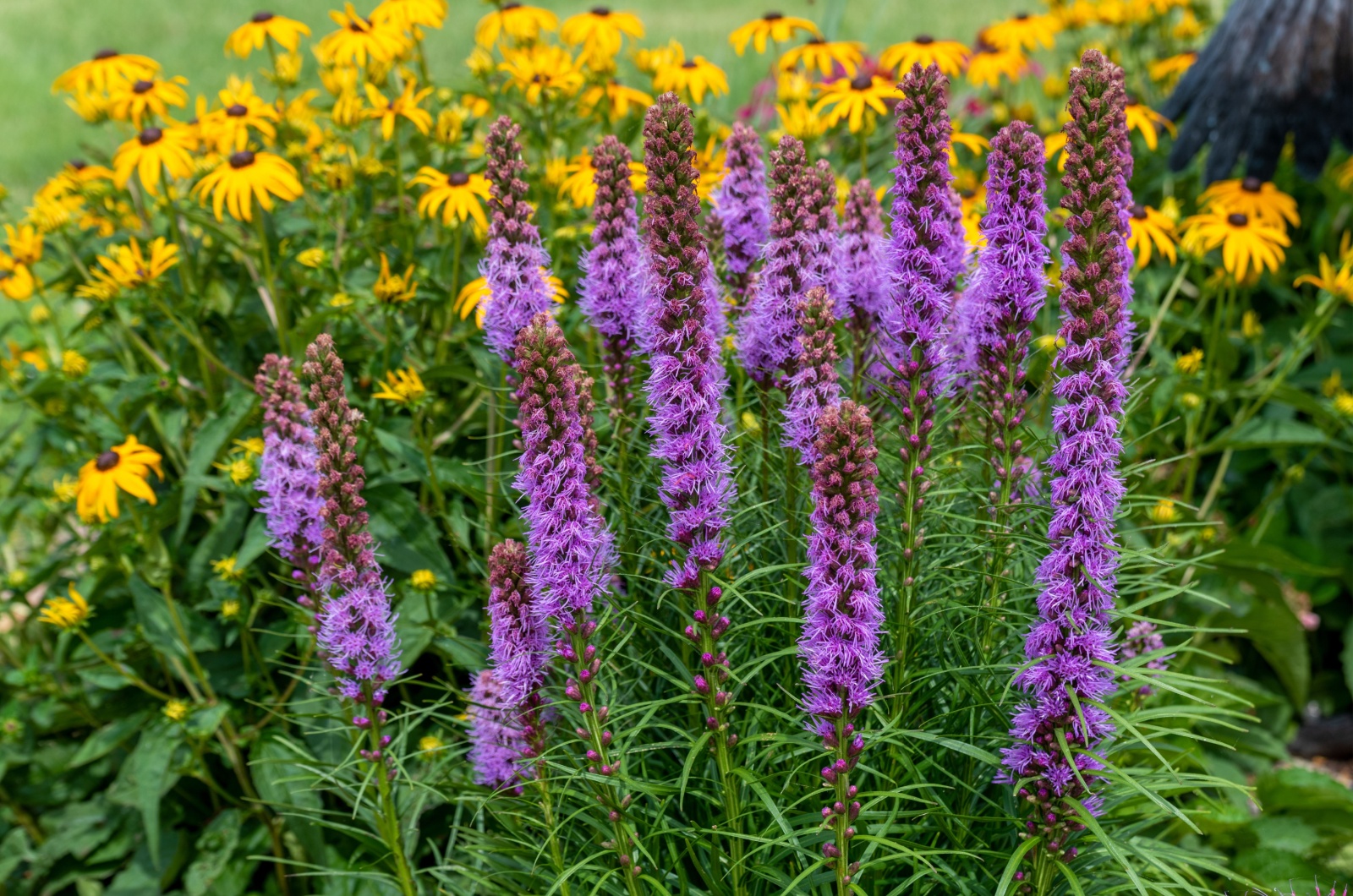 Blazing Star flowers