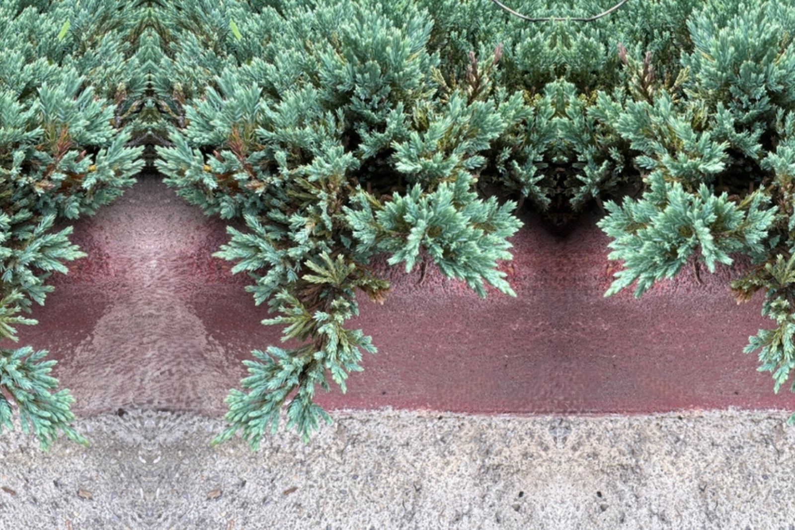 Blue spreading juniper