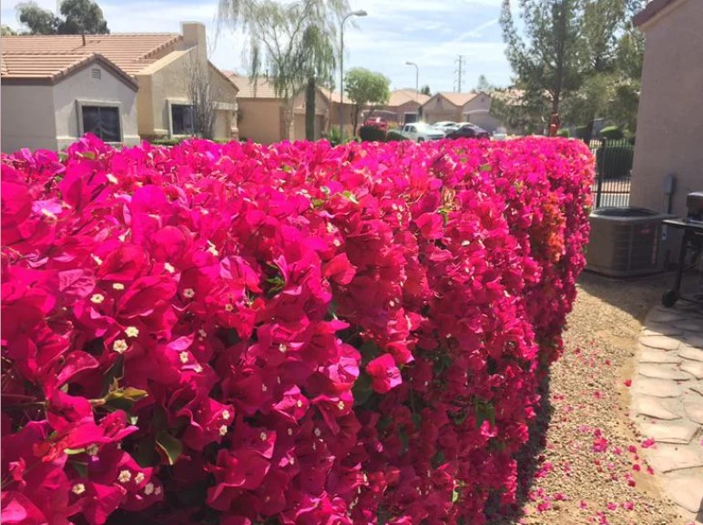 Bougainvillea