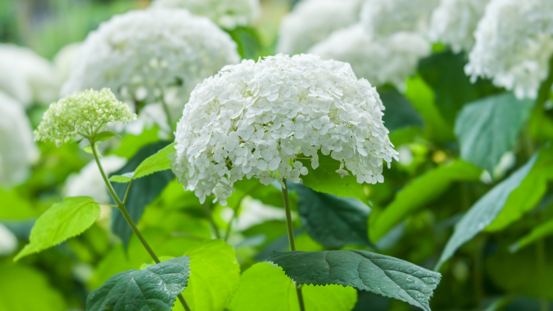 white hydrangea