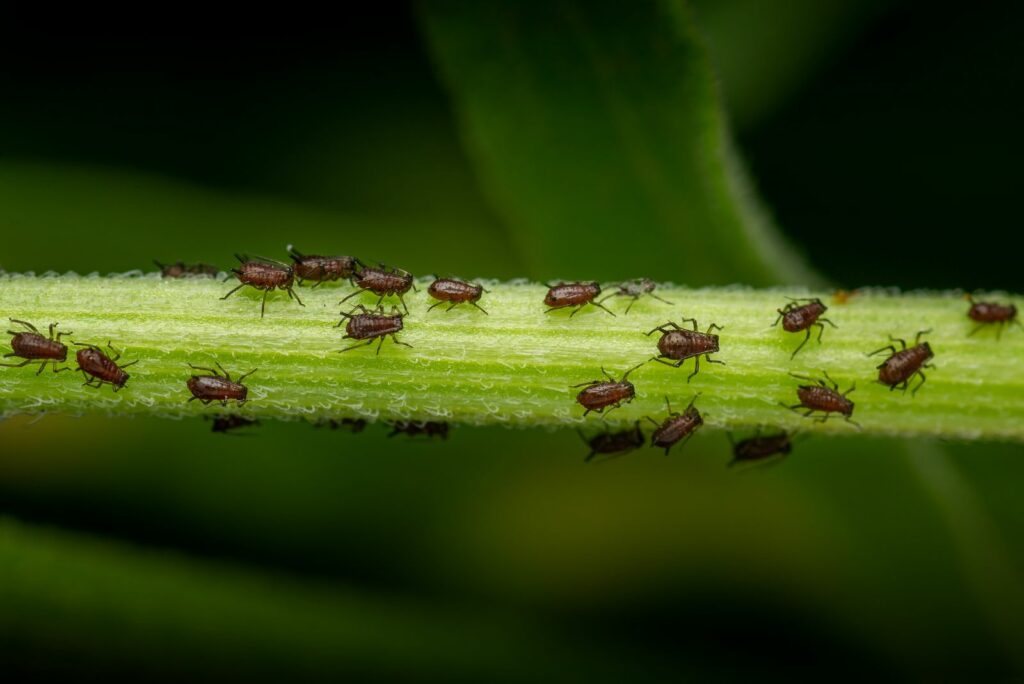 Brown aphids on the chrysanthemum flower plant stem