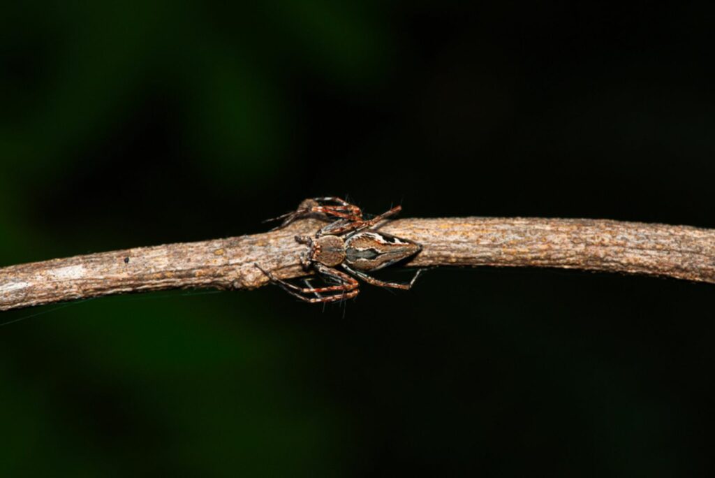 Brown spider, at Hidden on the branches of leaves