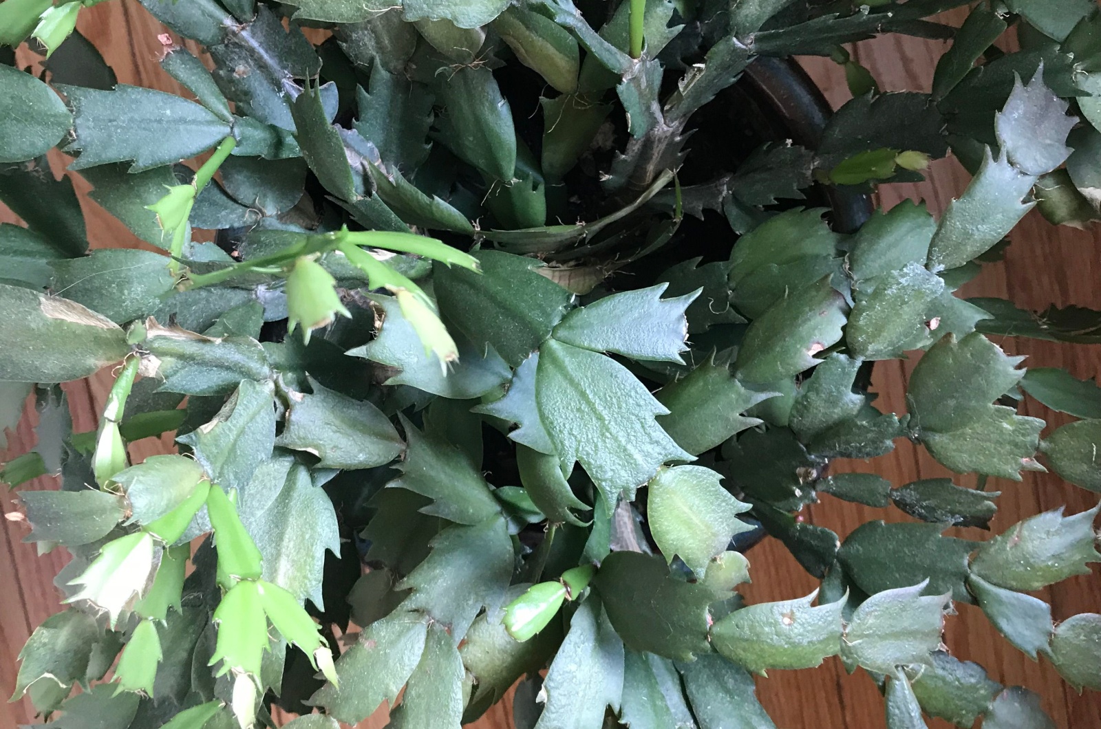 Christmas Cactus growing