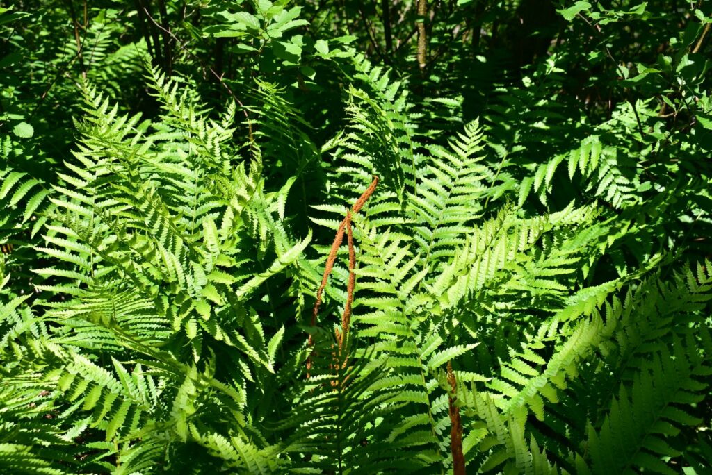 Cinnamon Fern