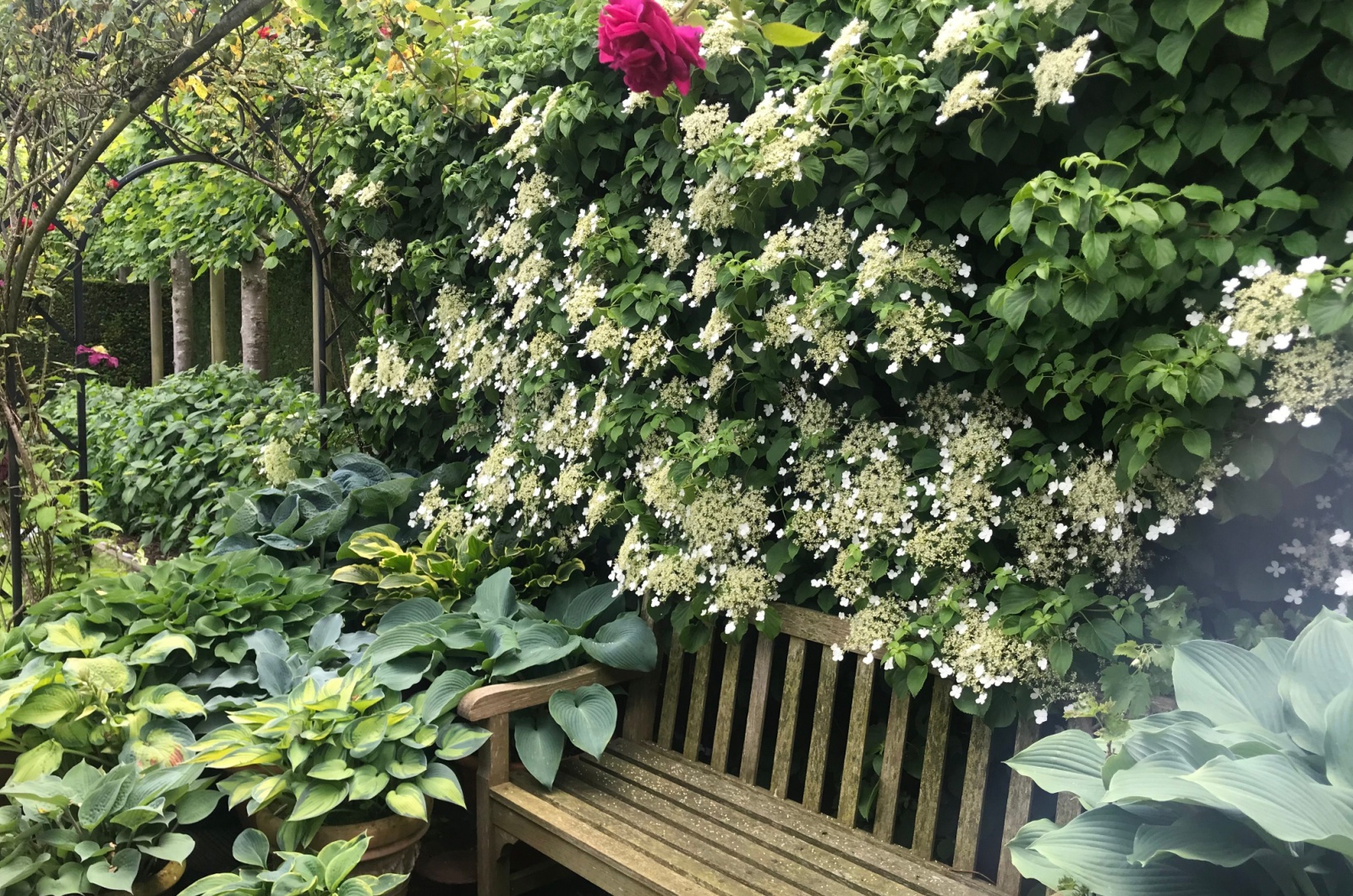 Climbing Hydrangea