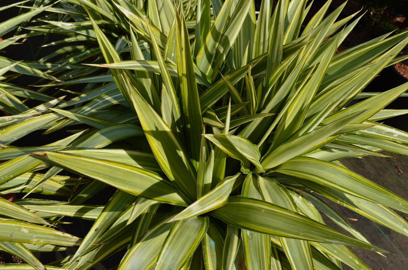 Close up of garden plant Yucca