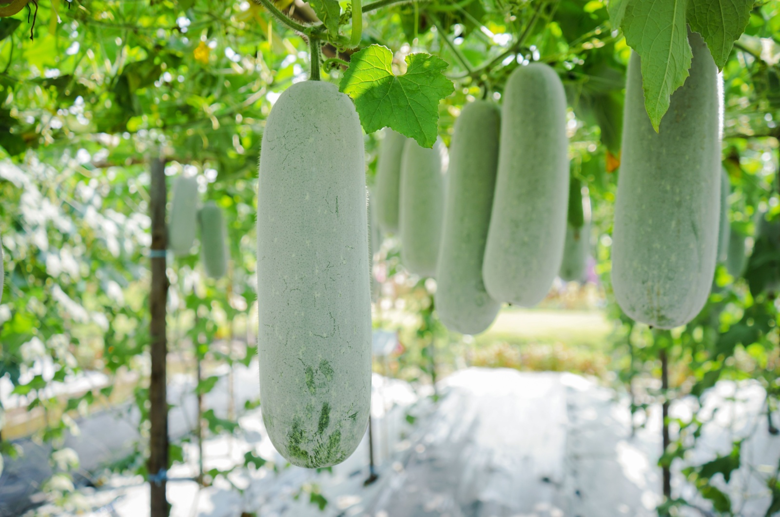 Close-up of winter melon ready to harvest