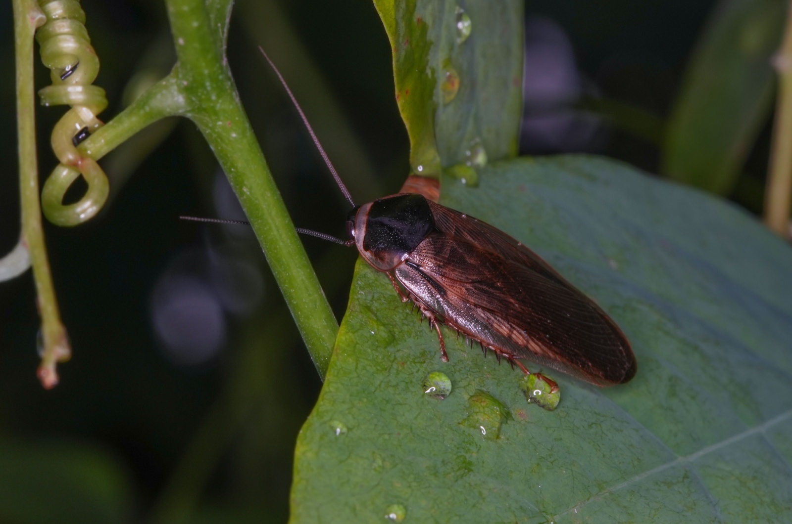 Closeup of cockroach on a green leaf