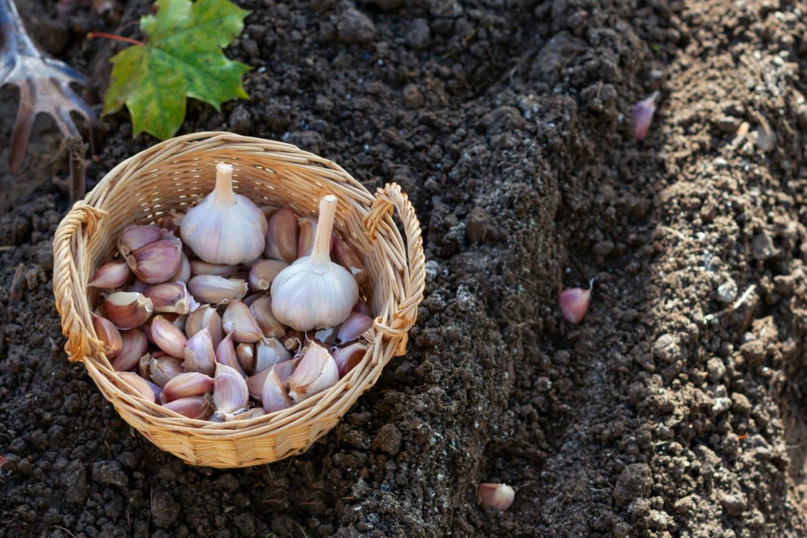 Cloves of garlic in wicker basket on black soil (1)