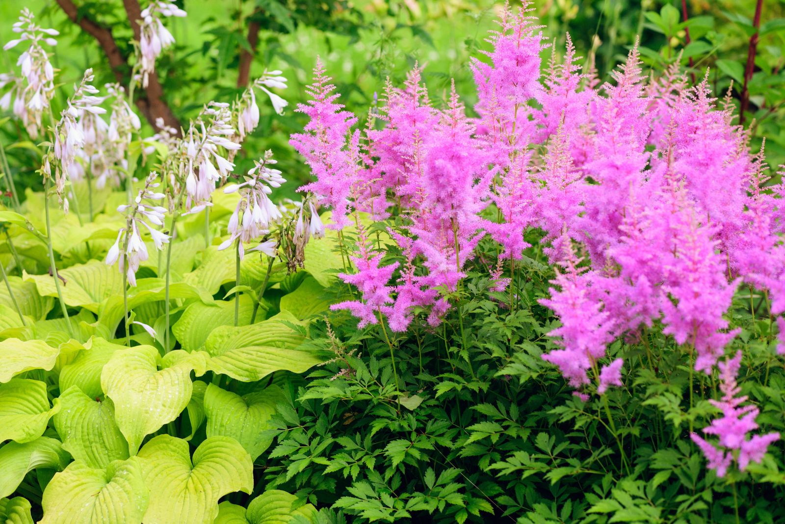 Combine These 5 Perennials Together For A Spectacular Display All Year Round