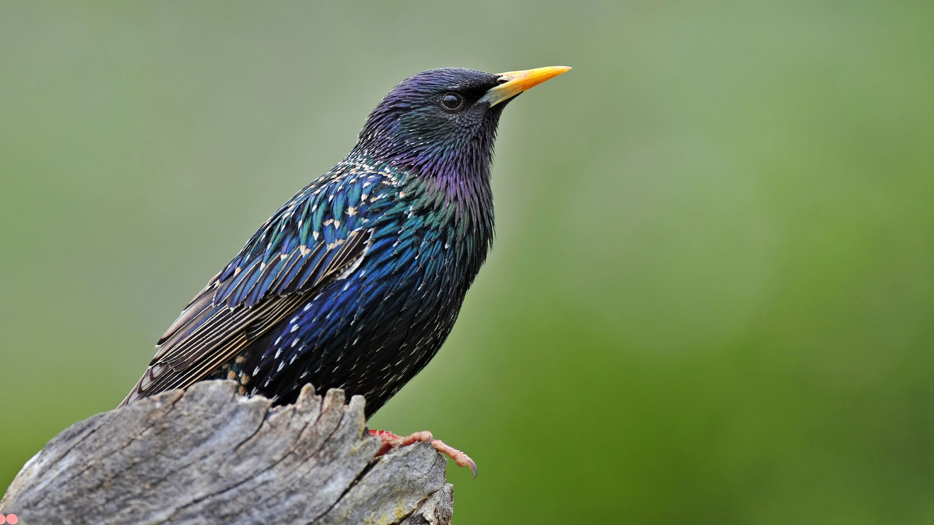 Common Birds You Definitely Don’t Want Near Your Yard