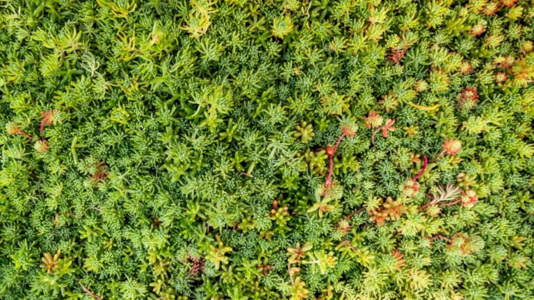 mistakes to avoid if you grow sedum as a grass alternative