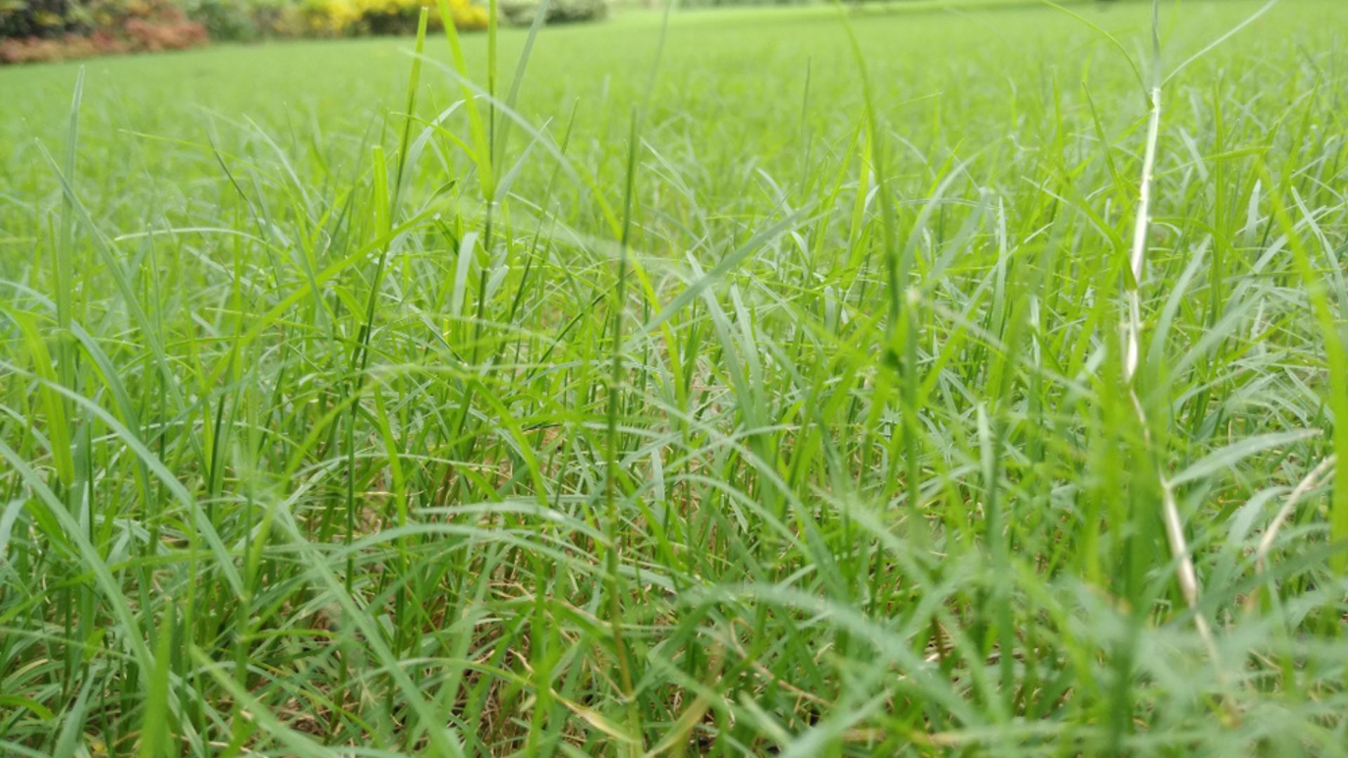 nutsedge weed grass