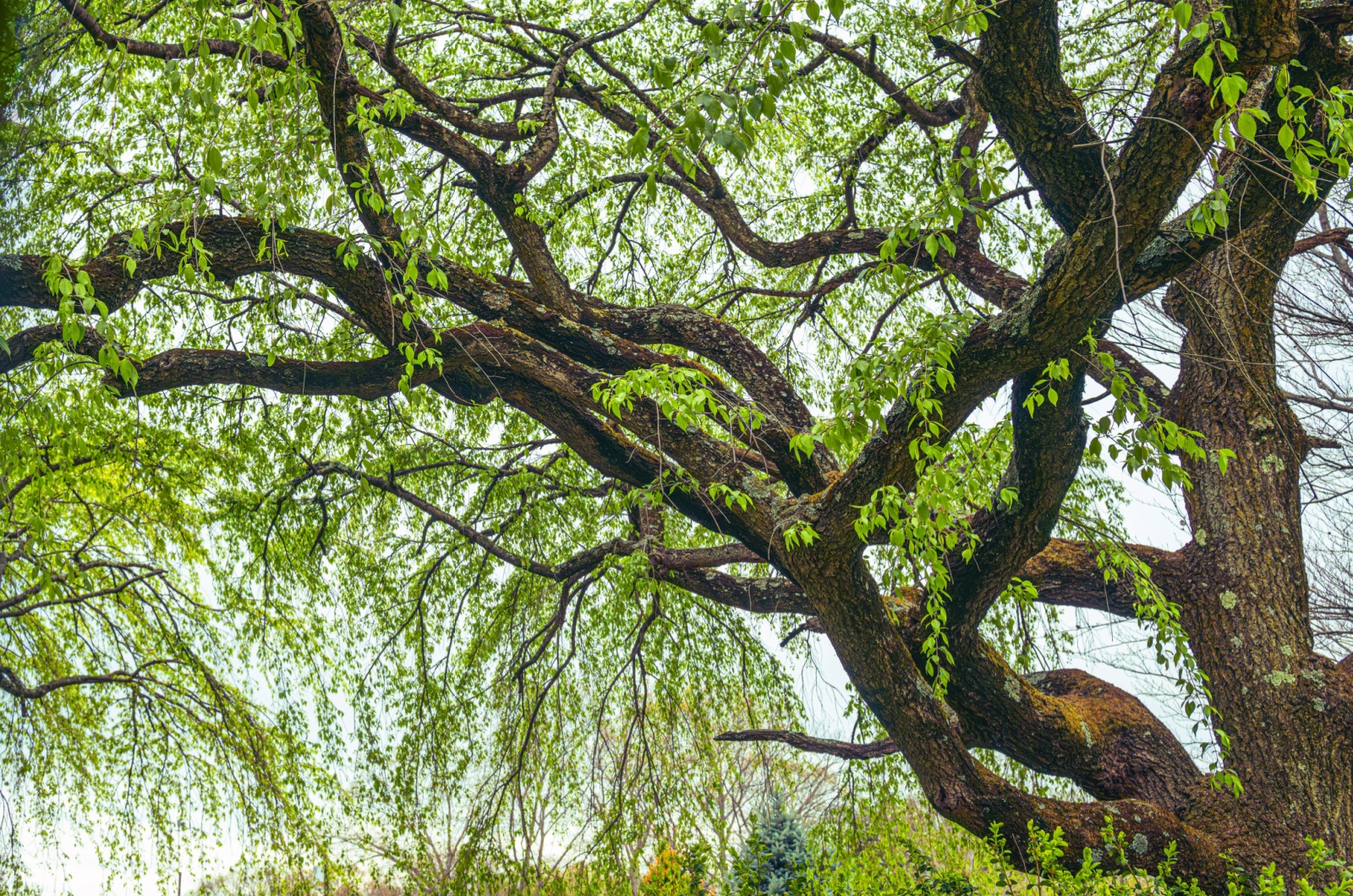 Corkscrew Willow tree