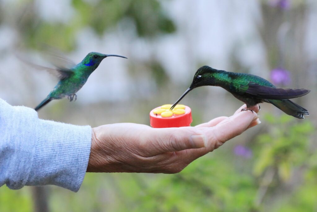 Costa Rica Humming Birds and Woodpecker