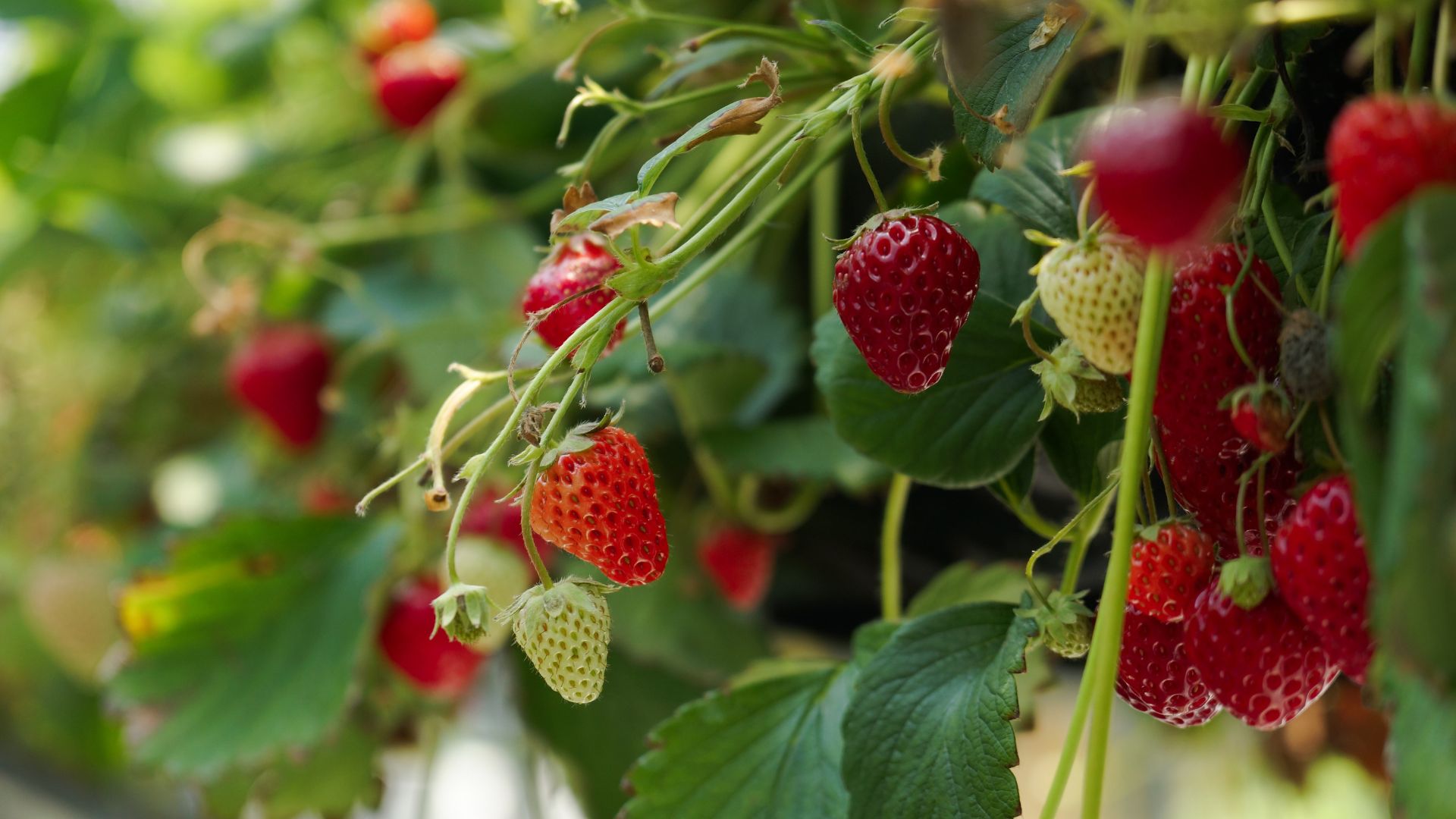 photo of strawberries