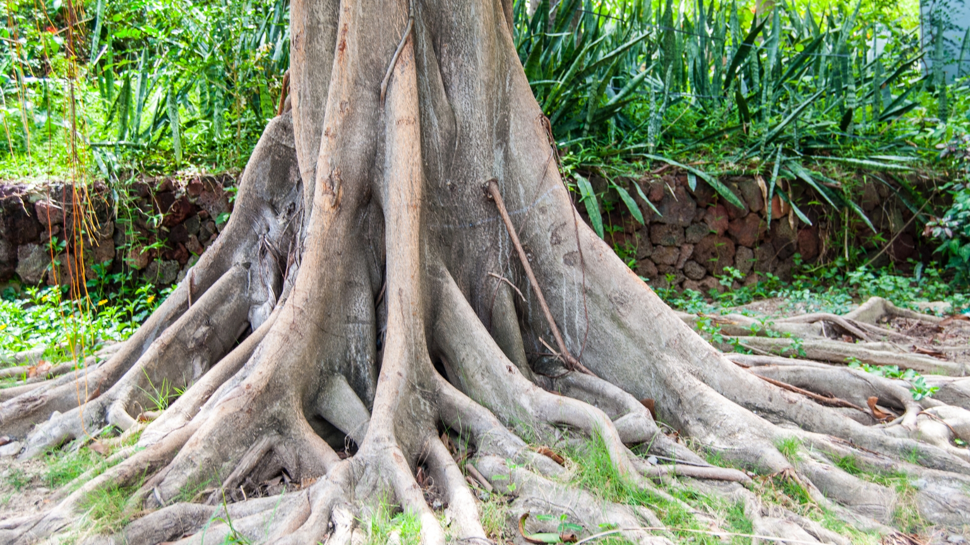 Cover Ugly Tree Roots With This Gorgeous Low-Maintenance Ground Cover