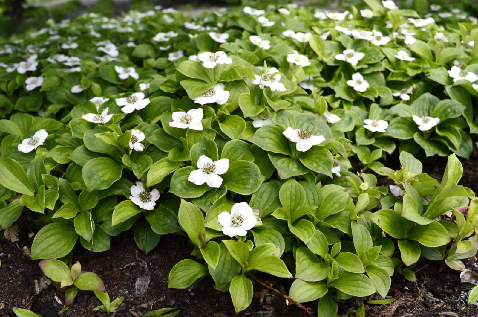 Creeping Dogwood