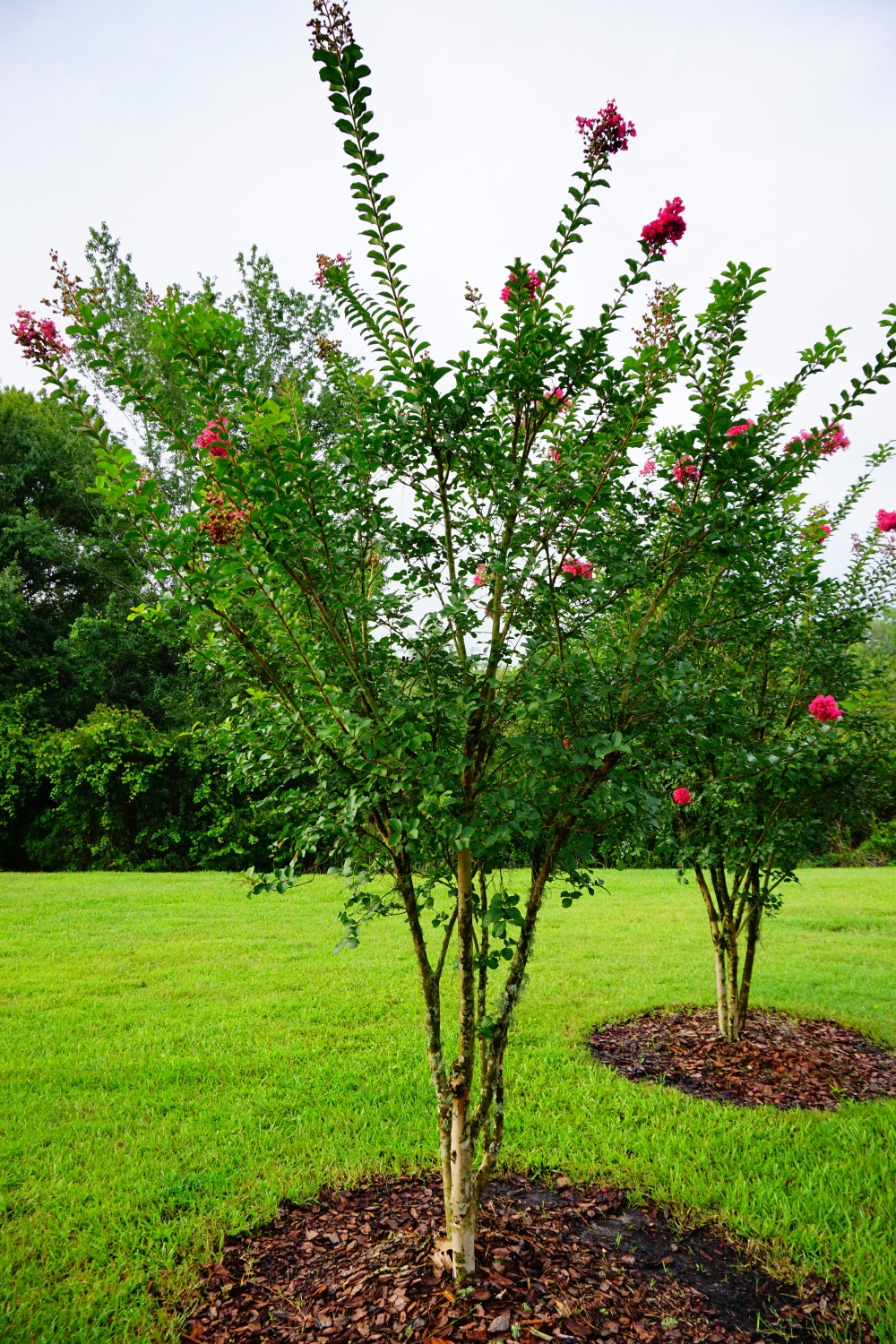 Crepe Myrtle with mulch