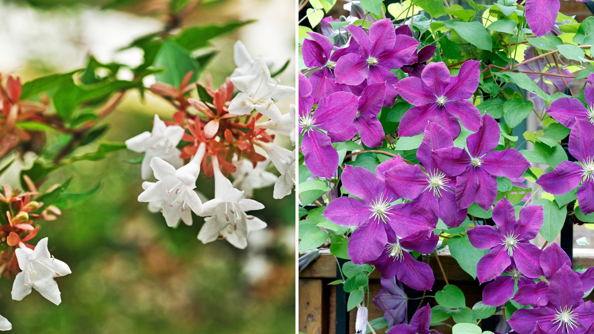 photo of blooming flowers