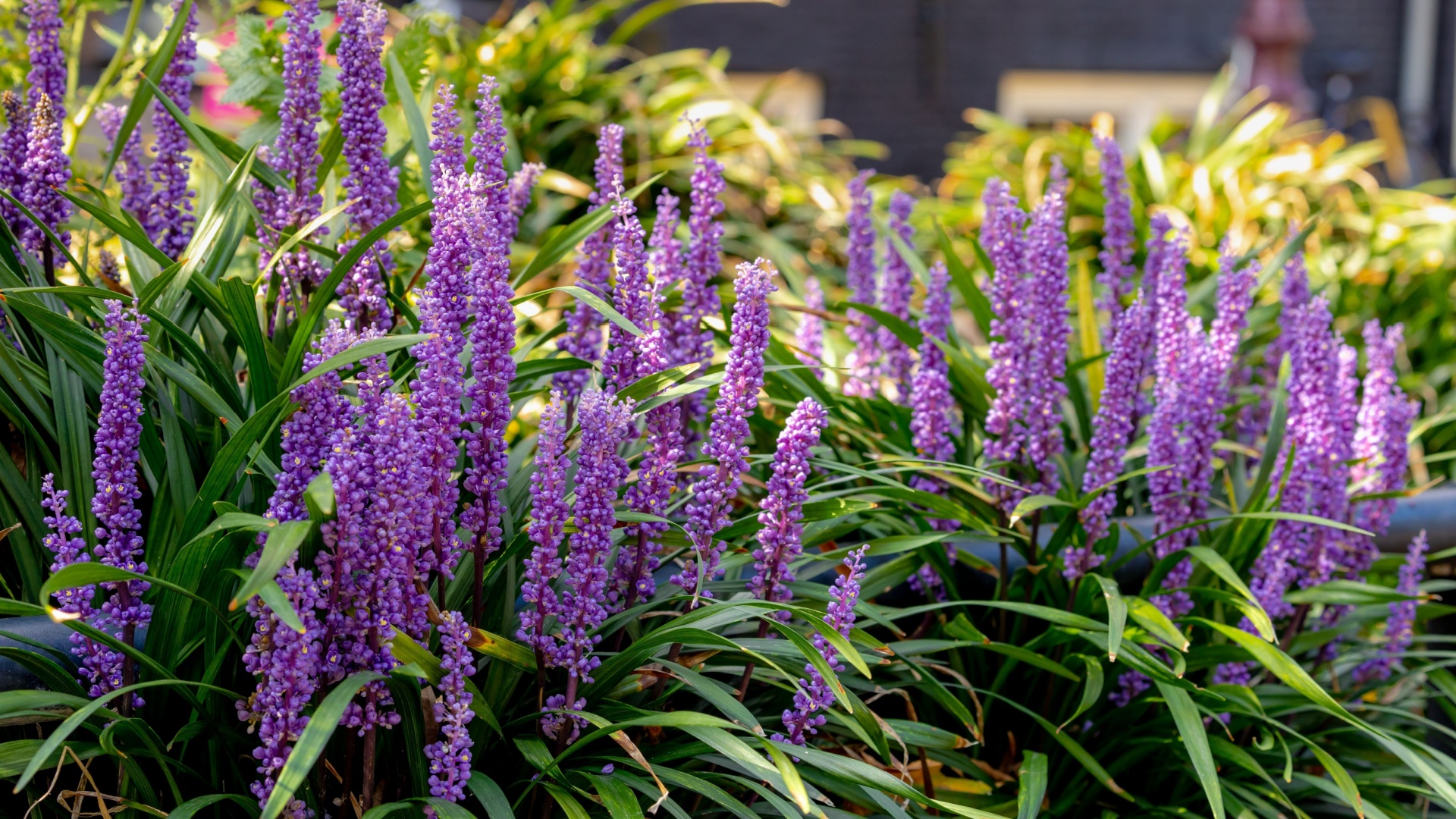 Cut Back Your Monkey Grass This Season To Get Attractive, Carpet-Like Borders That Last For Years