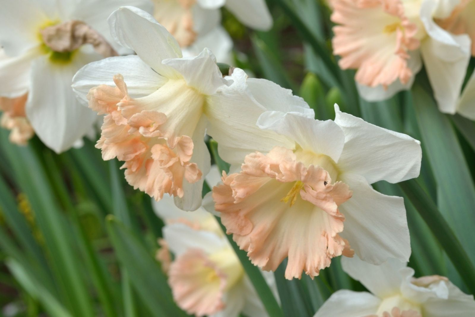 Daffodil British Gamble