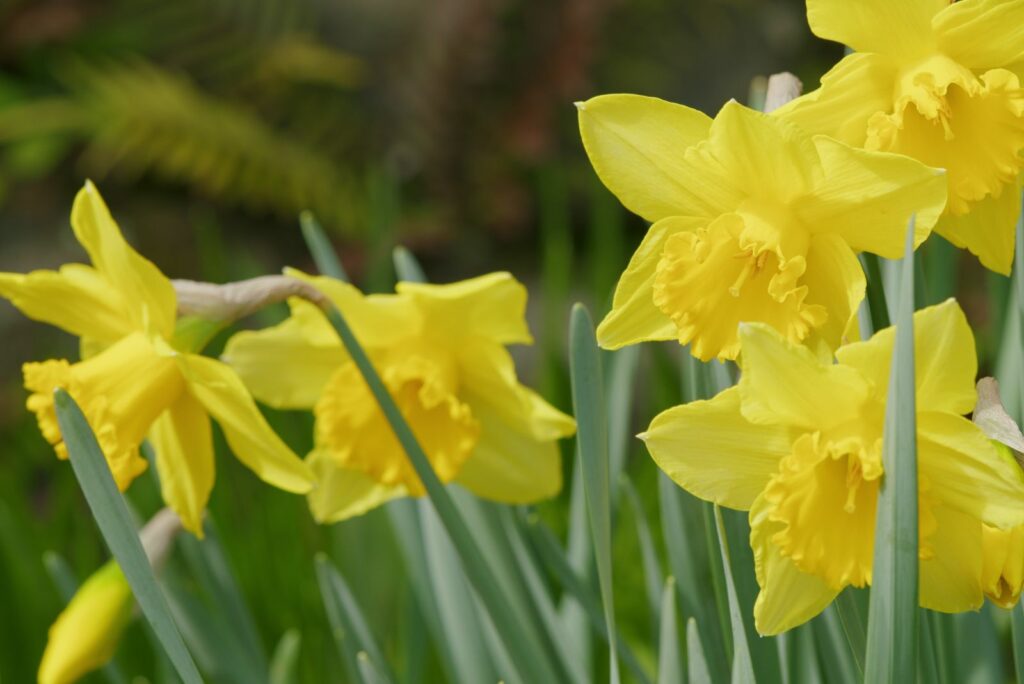 Daffodil Or Narcissus