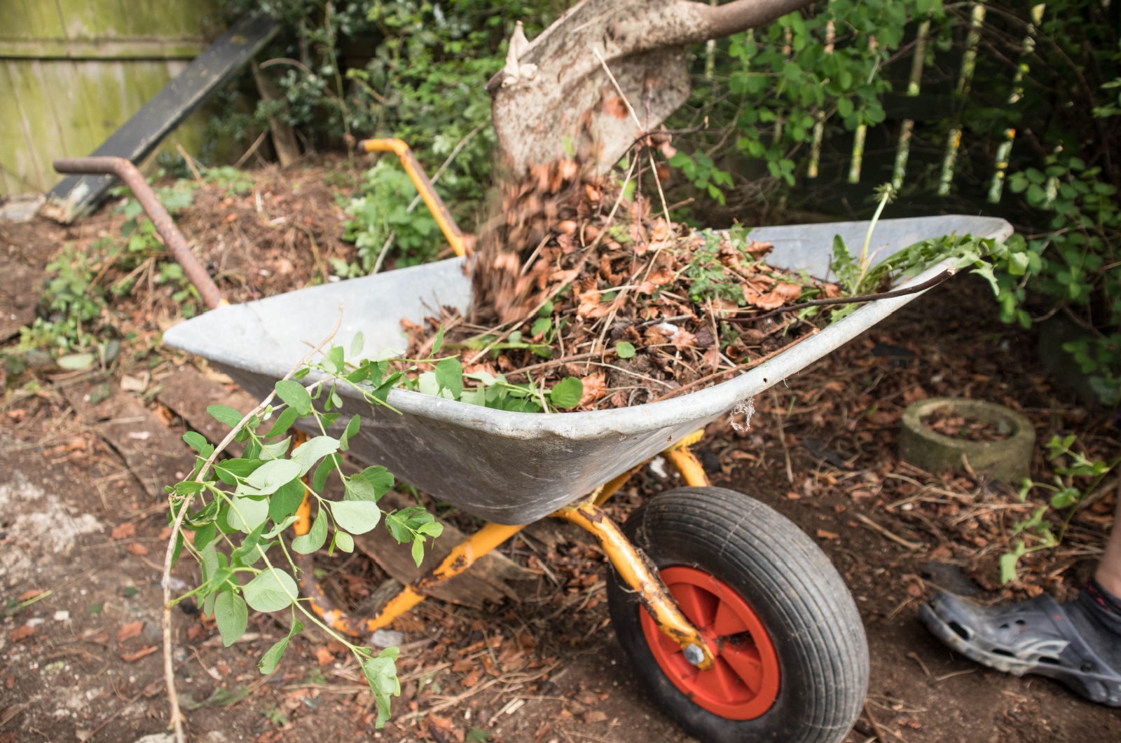 Dead leaves being shoveled into a wheel barrow