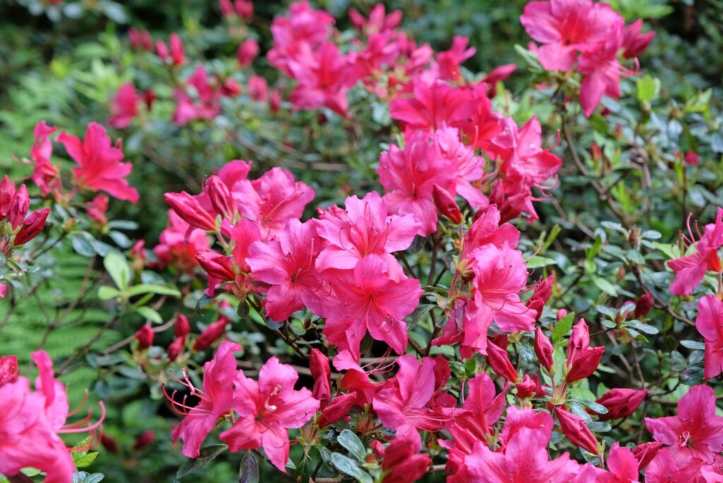 Deep pink evergreen azalea japonica in flower