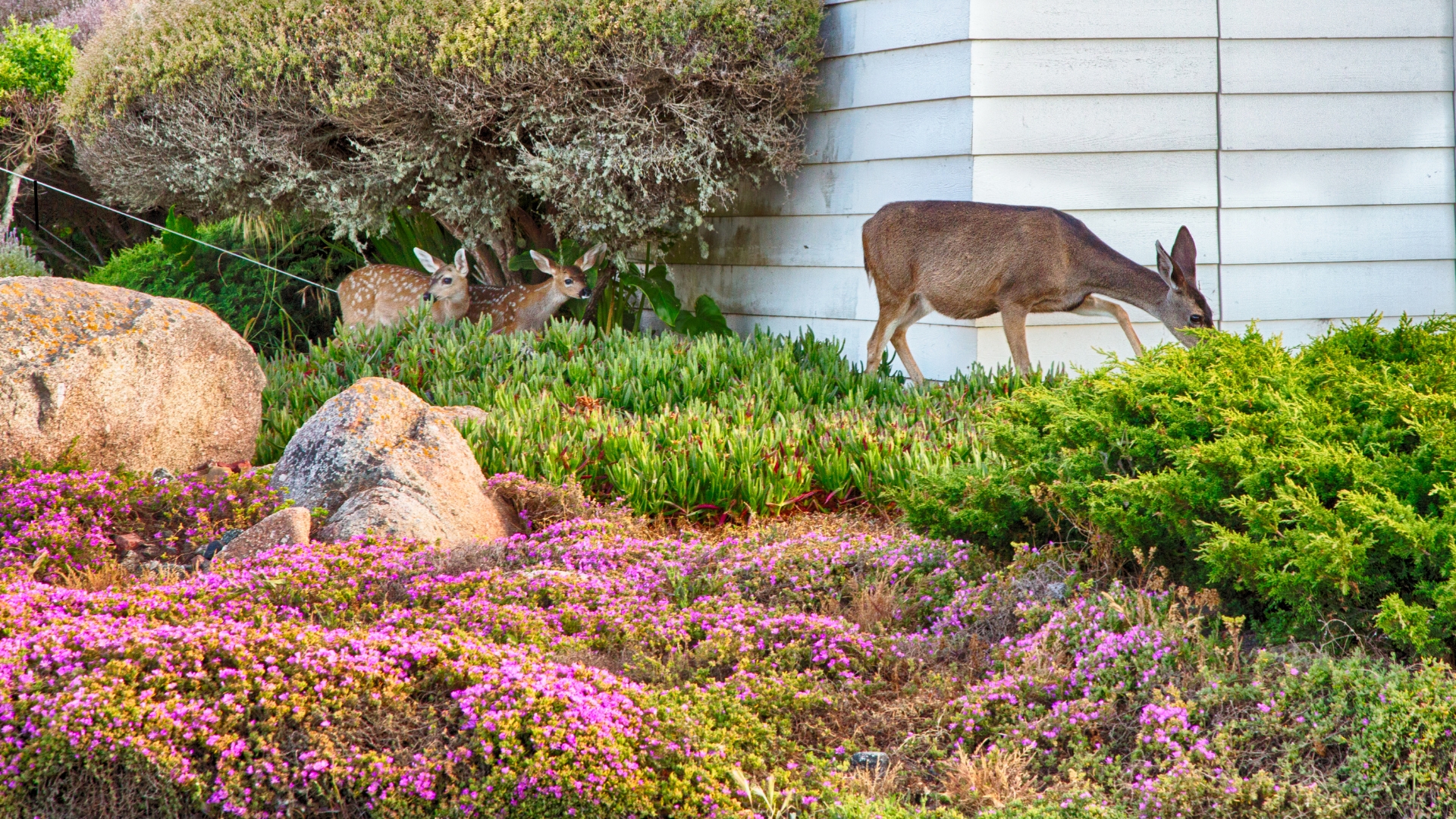 deer in garden